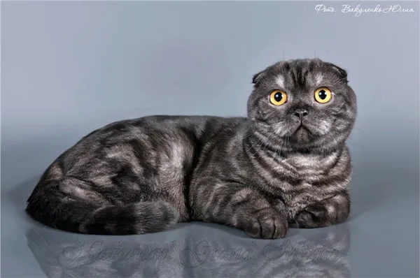 Характер шотландской кошки