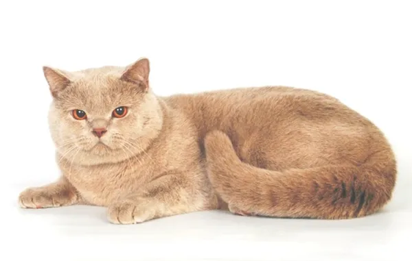 Шотландская кошка