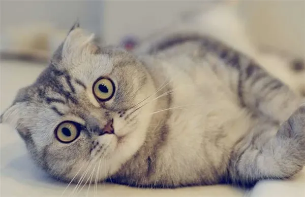 Шотландские кошки