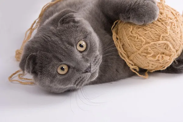 Дрессировка и воспитание