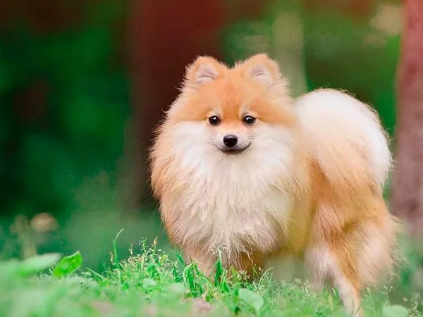 Внешний вид померанского шпица лисьего типа Фото