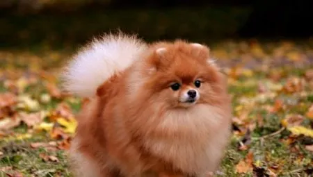 Шпицы лисьего типа: описание, виды и содержание