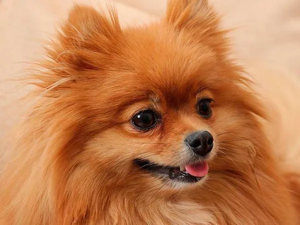 Померанский шпиц лисьего типа Фото