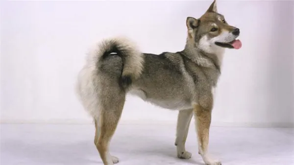 Порода Сикоку