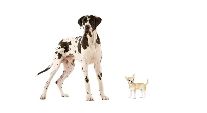 Сколько лет собаке по человеческим меркам 3