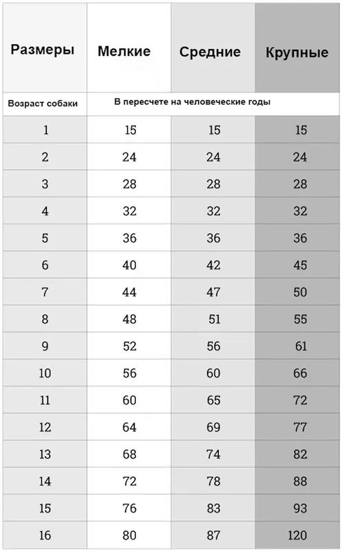 Сколько лет собаке по человеческим меркам 2