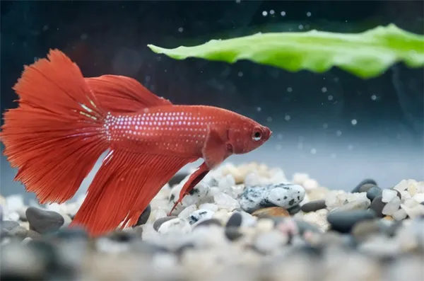 Чем больше объем аквариума, тем комфортнее петушок чувствует себя