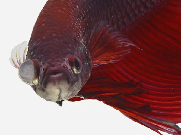 Экзофтальмия