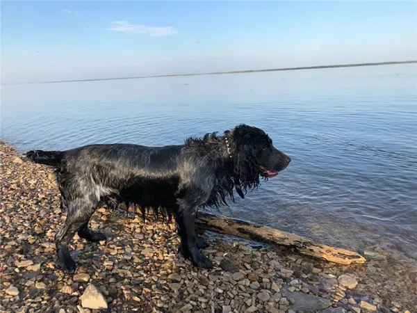 охотничий спаниель