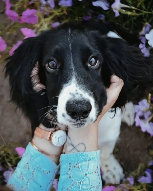 русский спаниель