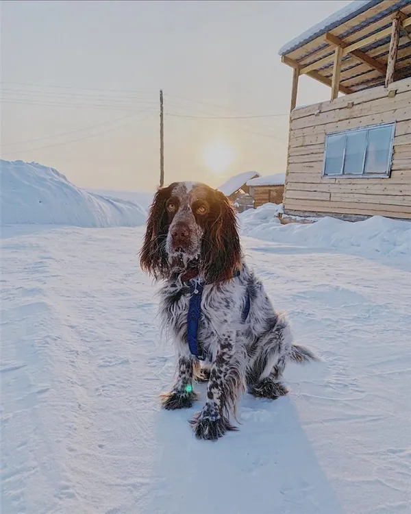 сколько живут спаниели