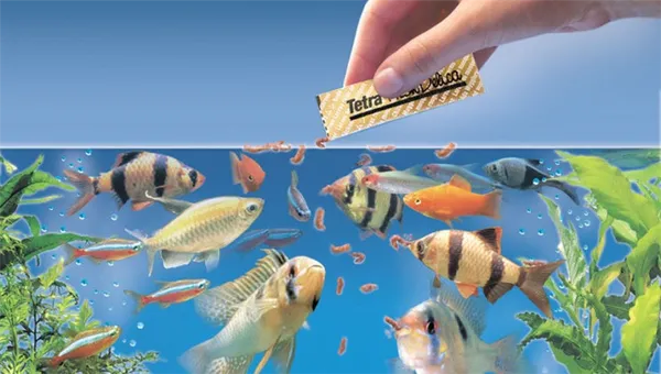 Как и сколько кормить аквариумных рыбок. Как часто кормить рыбок в аквариуме. 2