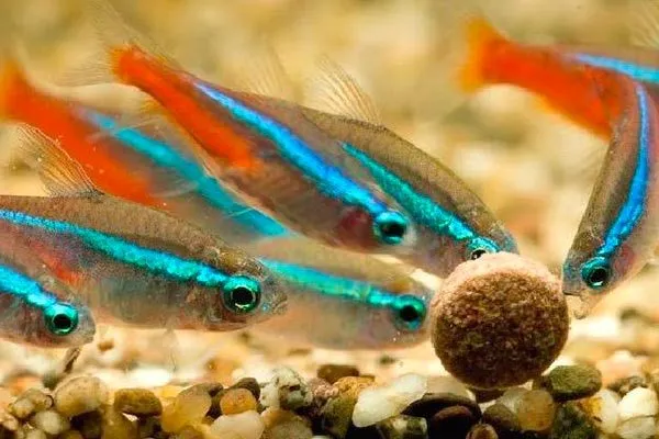 кормление рыбок