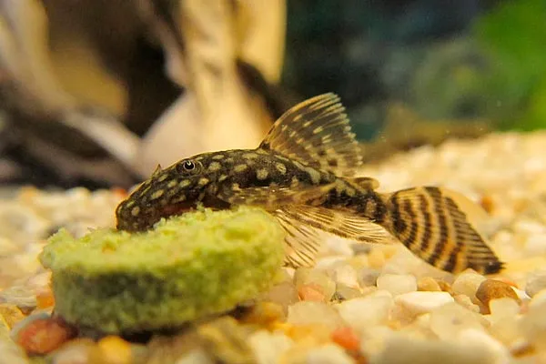 кормление сома