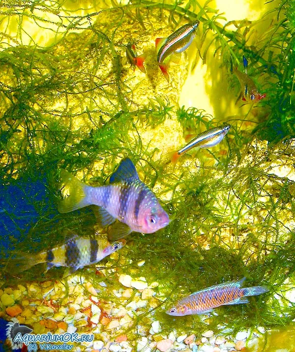 Бадис - кормление мотылем в аквариуме со смешанным населением.