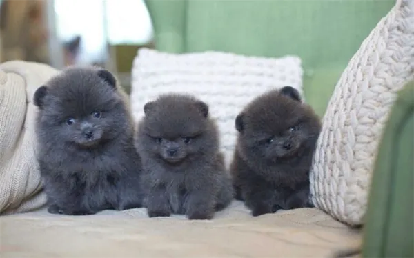 Сколько живут шпицы и какие факторы влияют на этот срок, как продлить жизнь