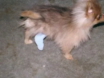 Сколько живут шпицы и какие факторы влияют на этот срок, как продлить жизнь