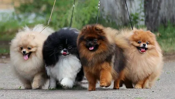 Сколько живут шпицы – прогулки