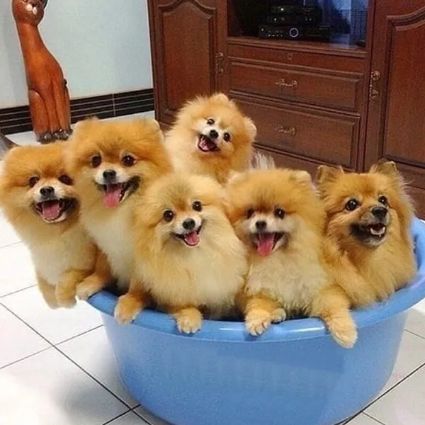 Сколько лет живут шпицы