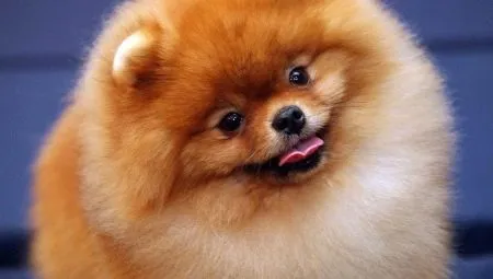 Сколько живут шпицы и от чего это зависит?