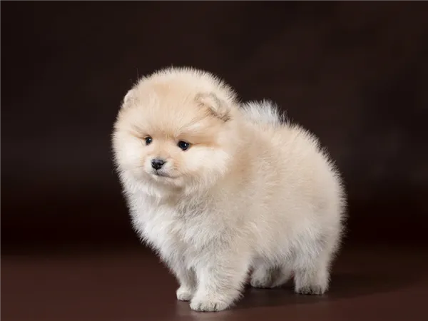 Сколько живут шпицы и какие факторы влияют на этот срок, как продлить жизнь