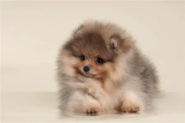 Сколько живут шпицы и от чего это зависит. Сколько живут шпицы. 2