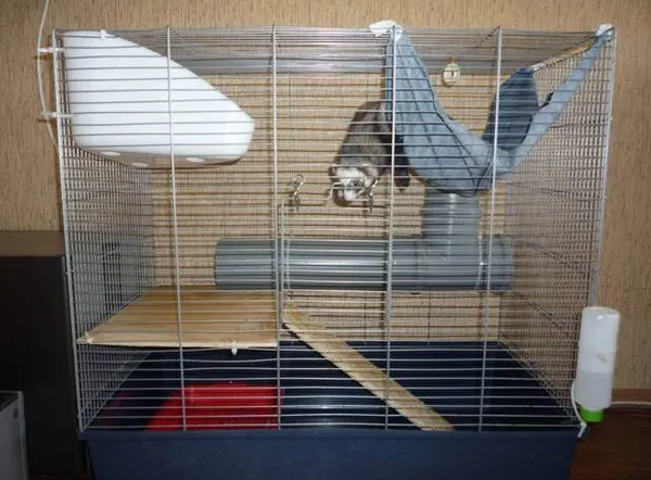 Сколько живут хорьки. Сколько живут хорьки. 2