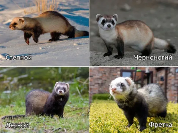 Популяция и статус вида