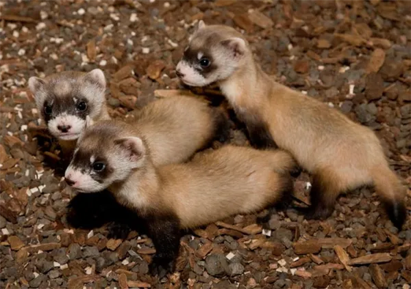 Размножение и потомство