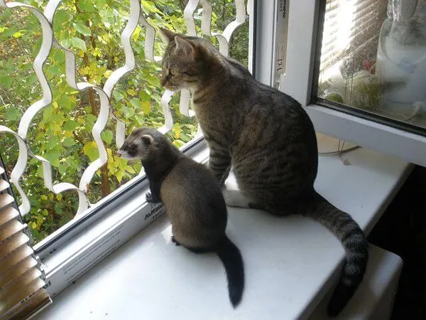 Условия содержания хорька