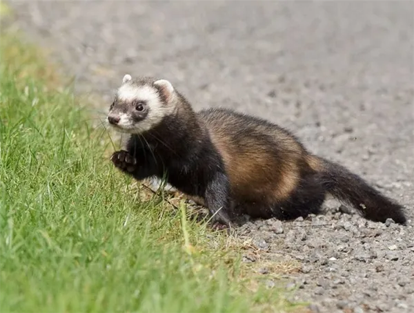 Естественные враги