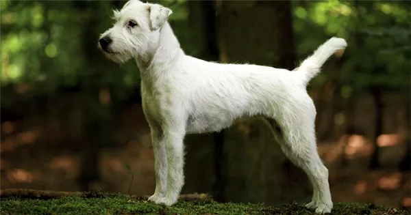 Парсон-рассел-терьер окрас белый