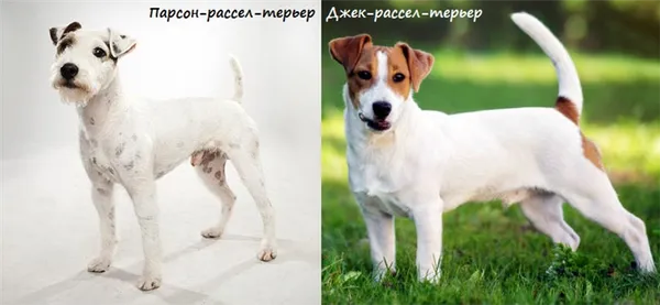 По стандарту породы