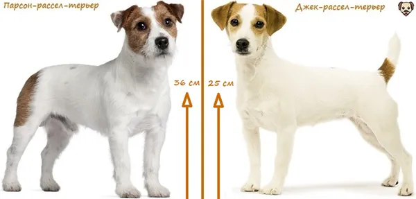 По внешнему виду