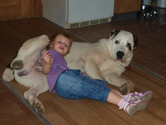 Алабай — среднеазиатская овчарка. Алабай и дети. 2
