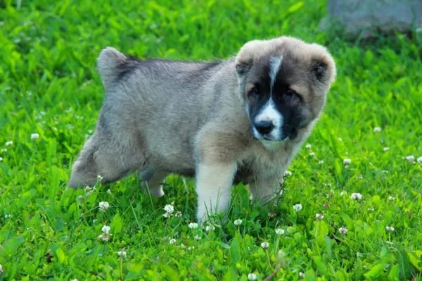 Щенки среднеазиатской овчарки растут не по дням, а по часам / Фото: petgid.ru