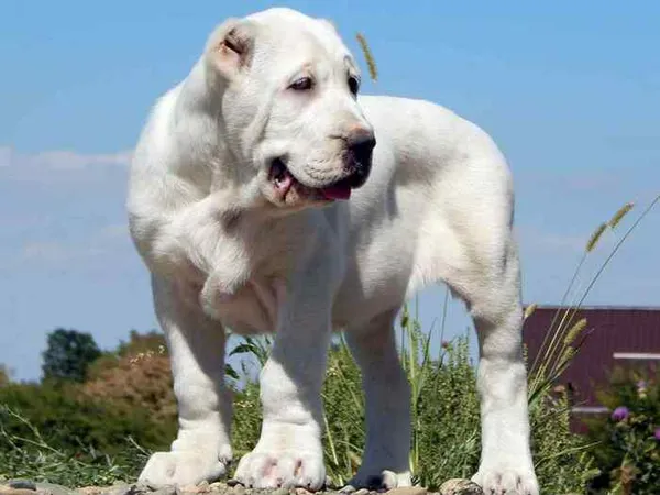 Алабай — среднеазиатская овчарка. Алабай и дети. 5