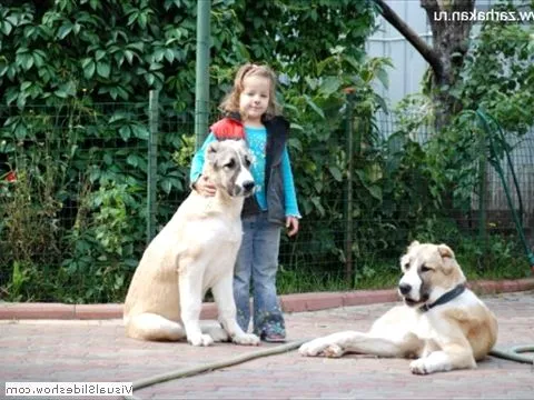 как алабай относится к детям