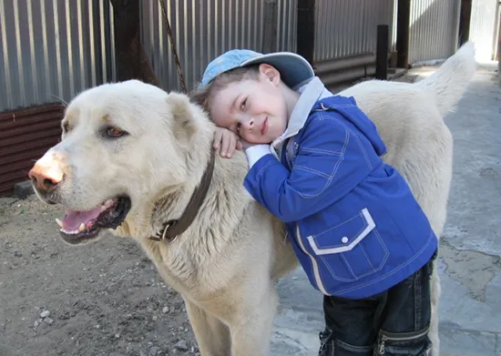 Алабай — среднеазиатская овчарка. Алабай и дети. 3