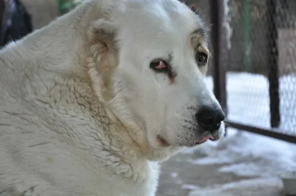 Алабаи слишком ранимы и восприимчивы, а обижаются уж очень часто, превращаясь в грустного сказочного великана / Фото: malenkoe-chydo.ru