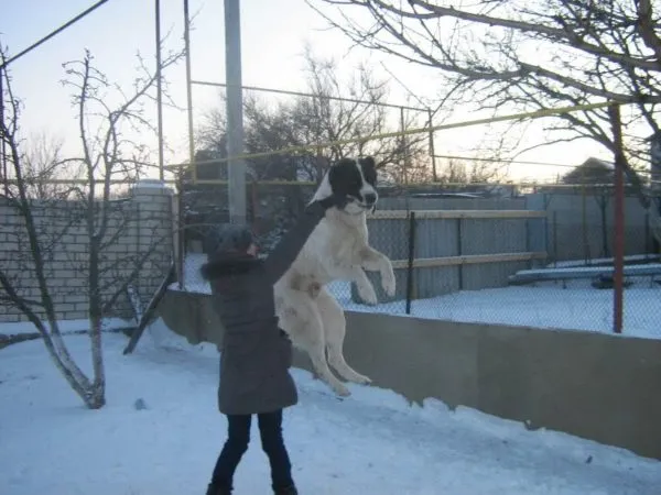 Алабай играет