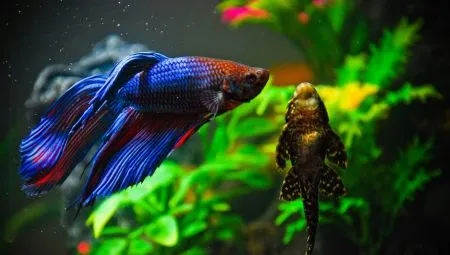 Совместимость петушка с другими рыбами