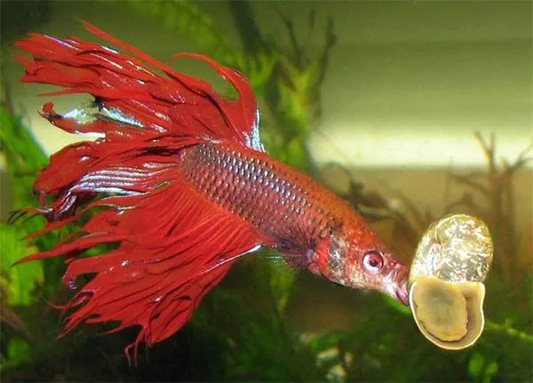 Петушок совместимость с другими рыбками: с кем уживаются, кого можно подселить (сомики, неоны) в аквариум, таблица