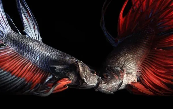 Пара боций клоунов