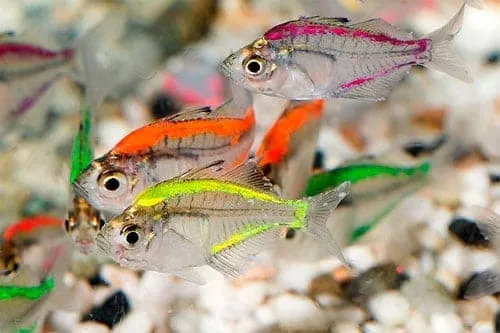 Стеклянные окуни