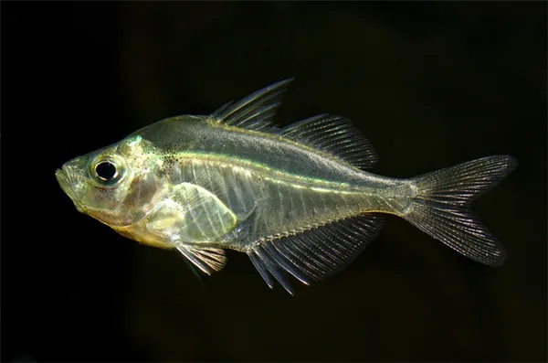 Стеклянный окунь. Внешний вид