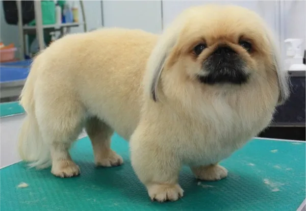 Стрижка пекинеса: виды и подробная инструкция. Как подстричь пекинеса. 2