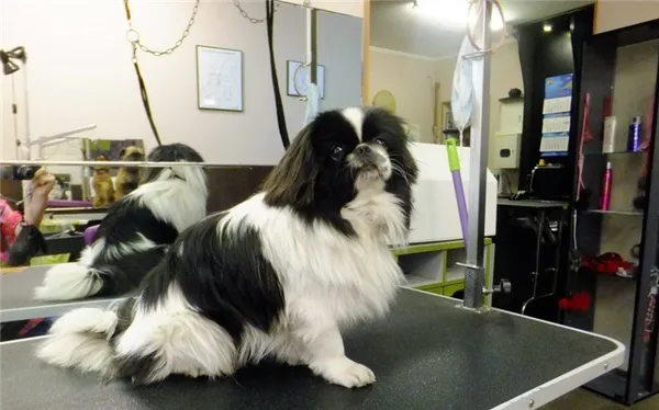 Стрижка пекинеса: виды и подробная инструкция. Как подстричь пекинеса. 4