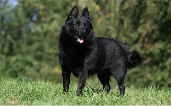 Схипперке шипперке описание породы цена. Шипперке описание породы цена. 4