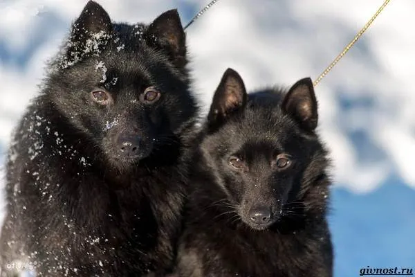 Шипперке-порода-собак-Описание-особенности-фото-уход-и-цена-7